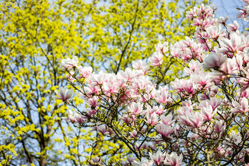 Frühling Magnolien