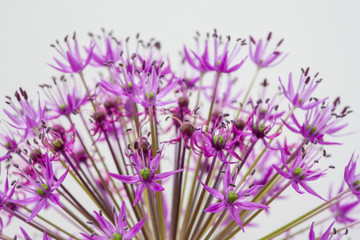 close-up of blooming violet blossoms of a garden leek (Allium)