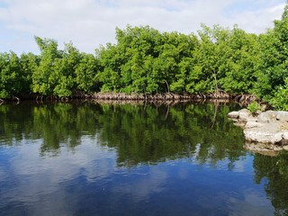 Fototapeta na wymiar Mangrove de Petit Canal en Guadeloupe aux Antilles françaises