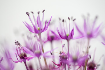 close-up of blooming violet blossoms of a garden leek (Allium)