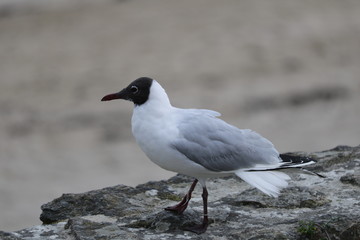Mouette mélanocéphale