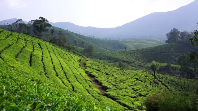 Munnar, India. Beautiful south Indian tea plantations in the mountains of Kerala.