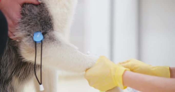 Close up of veterinarian unpacking new catheter