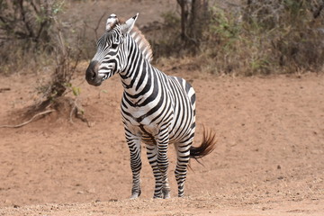 Obraz na płótnie Canvas Plains zebra in Serengeti National Park, Tanzania