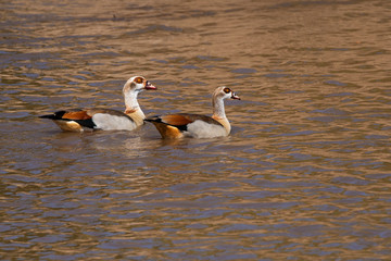 Egyptian goose pair swimming in the waters of Mara river inside Masai mara National park during a wildlife safari