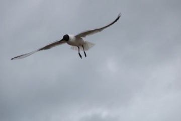 Mouette célanocéphale