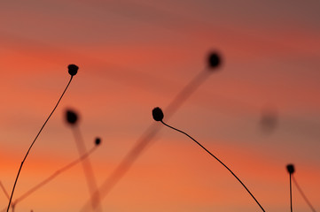 Obraz premium Sunset with a backlit plants