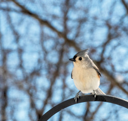 TITMOUSE