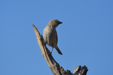 Graukopfsperling (passer griseus) in der Kalahari (Namibia)