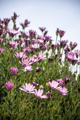 Set of pink daisies in sunlight