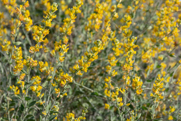 Group of yellow flowers