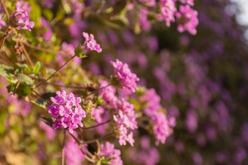 Obraz premium Group of pink garden flowers