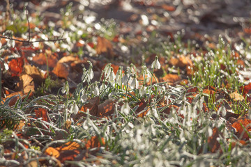 Snowdrops grow between foliage in the forest