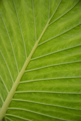 Detail of a green tropical leaf