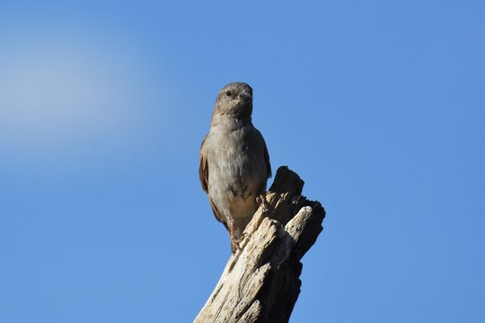 Graukopfsperling (passer griseus) in der Kalahari (Namibia)