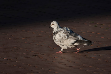 Malaga's city pigeon on paving stones.