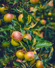 apple tree branches with apples close-up. background with branches of apples. apples close-up on a branch.