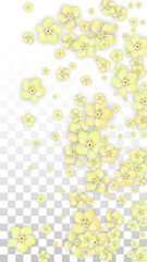 Vector Realistic Yellow Flowers Falling on Transparent Background.  Spring Romantic Flowers Illustration. Flying Petals. Sakura Spa Design. Blossom Confetti. Design Elements for Wedding Decoration.