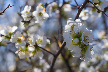 Japanese quince. Flowering trees in spring. Beautiful white flowers