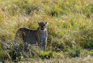A leopard walking in the plains of africa inside Masai Mara National reserve during a wildlife safari