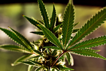 cannabis plant  hemp green nature