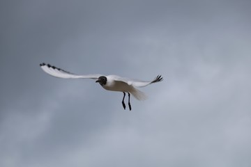 Mouette mélanocéphale