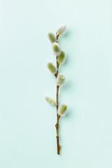 Pussy willow branch with furry catkins in the spring on a pastel background. Top view