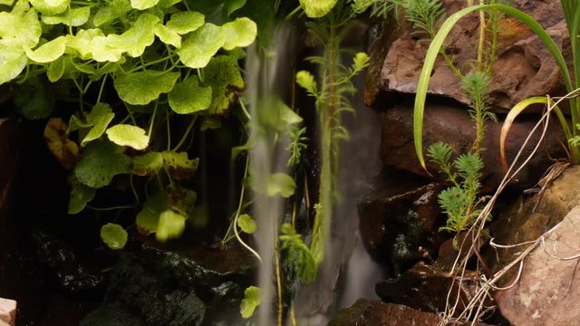 Time-lapse and time-exposure tilt down on waterfall to pond with swirling aquatic plants and koi fish streaking through water.  Waterfall looks milky from time-exposure effect.