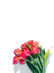 Red tulips flowers isolated on white background