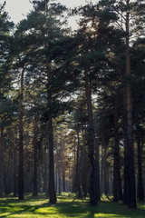 trees in the forest