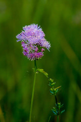 Akeleiblättrige Wiesenraute