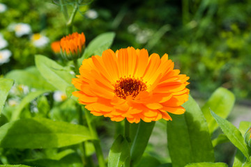 yellow calendula macro summer in a garden