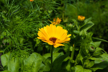 yellow calendula macro summer in a garden
