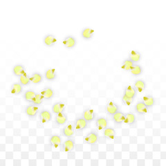 Vector Realistic Pink Petals Falling on Transparent Background.  Spring Romantic Flowers Illustration. Flying Petals. Sakura Spa Design. Blossom Confetti.