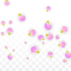 Vector Realistic Pink Petals Falling on Transparent Background.  Spring Romantic Flowers Illustration. Flying Petals. Sakura Spa Design. Blossom Confetti.