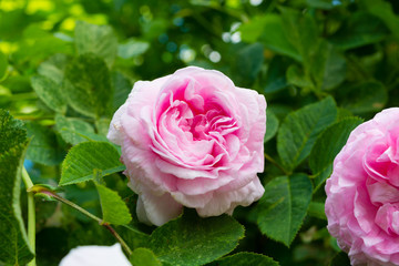 rose of pink color on a green background