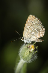 Small butterfly.