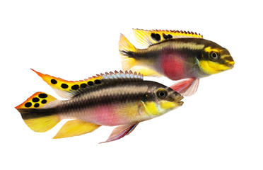 Fototapeta premium Breed Pulcher kribensis with swarm fry fish cichlid Aquarium fish Pelvicachromis pulcher