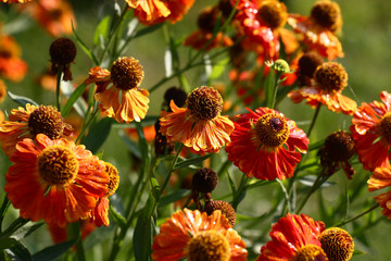 Bright and motley flowers of a helenium create a bright picture.