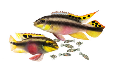 Breed Pulcher kribensis with swarm fry fish cichlid  Aquarium fish  Pelvicachromis pulcher