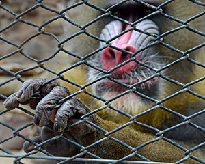 monkey