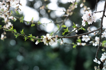 cherry tree blossom