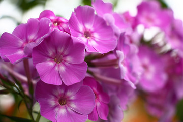 Flowers of a phlox with motley petals in white and violet tones on a light background.
