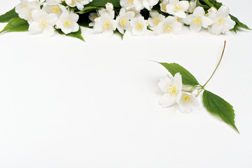 Jasmine flowers on a white background. Spring light background.