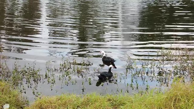 Ducks at the lake