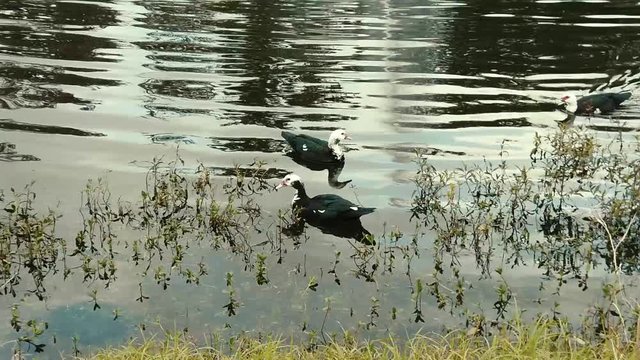Unos hermosos ejemplares ( patos)  (Ducks) nadando en pareja en una tarde perfecta