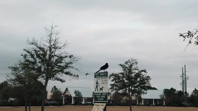 Una tarde nublada en el parque viendo como son estas hermosas aves, clip tomado en Kissimmee FL parque Lakefront parck