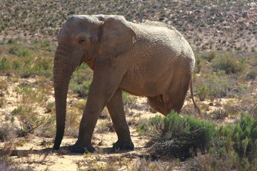 The elephant safari in cape town , south africa