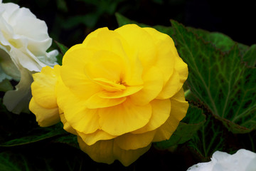 Beautiful and vibrantly colorful Flower Portraits and interesting and unusual gardens.