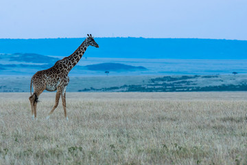 Obraz premium A giraffe walking in the plains of Africa during the blue hour of the day inside Masai Mara National Park during a wildlife safari